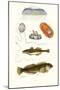 Medusa Jellyfish, Acorn Barnacle, Sea Slug, Spotted Goby-James Sowerby-Mounted Art Print