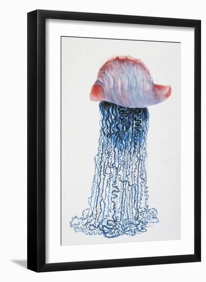 Medusa (Physalis Pelagic)-null-Framed Giclee Print