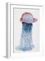 Medusa (Physalis Pelagic)-null-Framed Giclee Print