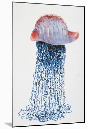 Medusa (Physalis Pelagic)-null-Mounted Giclee Print