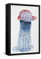 Medusa (Physalis Pelagic)-null-Framed Stretched Canvas