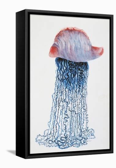 Medusa (Physalis Pelagic)-null-Framed Stretched Canvas