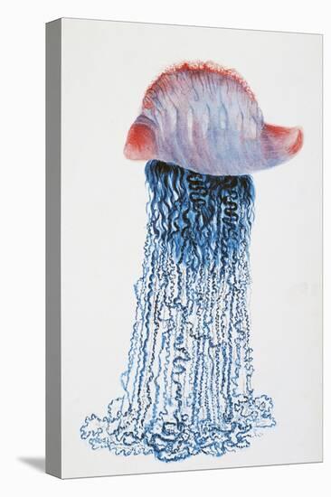 Medusa (Physalis Pelagic)-null-Stretched Canvas