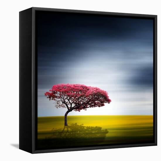Medusa-Philippe Sainte-Laudy-Framed Stretched Canvas