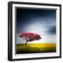 Medusa-Philippe Sainte-Laudy-Framed Premium Photographic Print