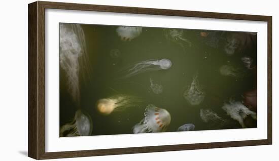 Medusae-Geoffrey Ansel Agrons-Framed Photographic Print