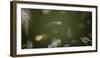 Medusae-Geoffrey Ansel Agrons-Framed Photographic Print