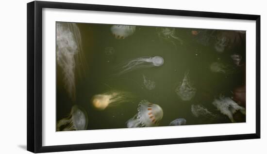 Medusae-Geoffrey Ansel Agrons-Framed Photographic Print