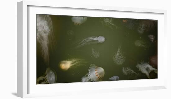 Medusae-Geoffrey Ansel Agrons-Framed Photographic Print