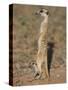 Meerka (Suricata Suricatta) with Young, Kgalagadi Transfrontier Park, South Africa, Africa-Ann & Steve Toon-Stretched Canvas