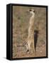 Meerka (Suricata Suricatta) with Young, Kgalagadi Transfrontier Park, South Africa, Africa-Ann & Steve Toon-Framed Stretched Canvas