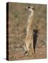 Meerka (Suricata Suricatta) with Young, Kgalagadi Transfrontier Park, South Africa, Africa-Ann & Steve Toon-Stretched Canvas