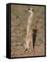 Meerka (Suricata Suricatta) with Young, Kgalagadi Transfrontier Park, South Africa, Africa-Ann & Steve Toon-Framed Stretched Canvas