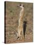 Meerka (Suricata Suricatta) with Young, Kgalagadi Transfrontier Park, South Africa, Africa-Ann & Steve Toon-Stretched Canvas