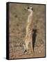 Meerka (Suricata Suricatta) with Young, Kgalagadi Transfrontier Park, South Africa, Africa-Ann & Steve Toon-Framed Stretched Canvas