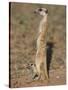 Meerka (Suricata Suricatta) with Young, Kgalagadi Transfrontier Park, South Africa, Africa-Ann & Steve Toon-Stretched Canvas