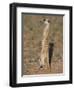 Meerka (Suricata Suricatta) with Young, Kgalagadi Transfrontier Park, South Africa, Africa-Ann & Steve Toon-Framed Photographic Print