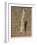 Meerka (Suricata Suricatta) with Young, Kgalagadi Transfrontier Park, South Africa, Africa-Ann & Steve Toon-Framed Photographic Print