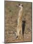 Meerka (Suricata Suricatta) with Young, Kgalagadi Transfrontier Park, South Africa, Africa-Ann & Steve Toon-Mounted Photographic Print