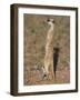 Meerka (Suricata Suricatta) with Young, Kgalagadi Transfrontier Park, South Africa, Africa-Ann & Steve Toon-Framed Photographic Print