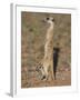 Meerka (Suricata Suricatta) with Young, Kgalagadi Transfrontier Park, South Africa, Africa-Ann & Steve Toon-Framed Photographic Print