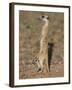 Meerka (Suricata Suricatta) with Young, Kgalagadi Transfrontier Park, South Africa, Africa-Ann & Steve Toon-Framed Photographic Print