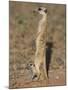 Meerka (Suricata Suricatta) with Young, Kgalagadi Transfrontier Park, South Africa, Africa-Ann & Steve Toon-Mounted Photographic Print