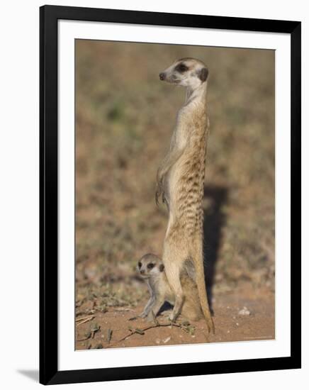 Meerka (Suricata Suricatta) with Young, Kgalagadi Transfrontier Park, South Africa, Africa-Ann & Steve Toon-Framed Photographic Print