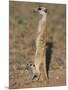 Meerka (Suricata Suricatta) with Young, Kgalagadi Transfrontier Park, South Africa, Africa-Ann & Steve Toon-Mounted Photographic Print