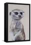 Meerkat 1, 2009-Odile Kidd-Framed Stretched Canvas