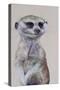 Meerkat 1, 2009-Odile Kidd-Stretched Canvas