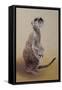 Meerkat 2, 2010-Odile Kidd-Framed Stretched Canvas