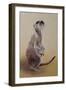 Meerkat 2, 2010-Odile Kidd-Framed Giclee Print