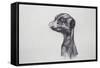 Meerkat, 2016-Lou Gibbs-Framed Stretched Canvas