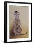 Meerkat 3, 2010-Odile Kidd-Framed Giclee Print