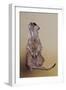 Meerkat 3, 2010-Odile Kidd-Framed Giclee Print