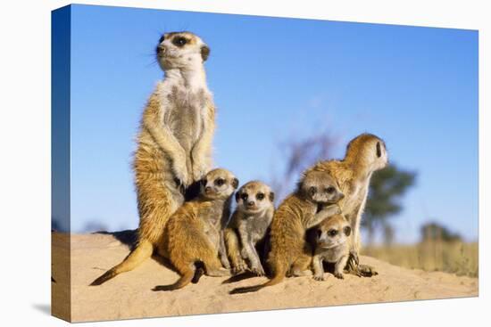 Meerkat Adult Babysitters and Young-null-Stretched Canvas