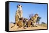 Meerkat Adult Babysitters and Young-null-Framed Stretched Canvas