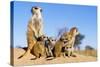 Meerkat Adult Babysitters and Young-null-Stretched Canvas