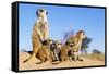 Meerkat Adult Babysitters and Young-null-Framed Stretched Canvas