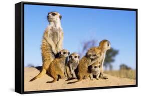 Meerkat Adult Babysitters and Young-null-Framed Stretched Canvas