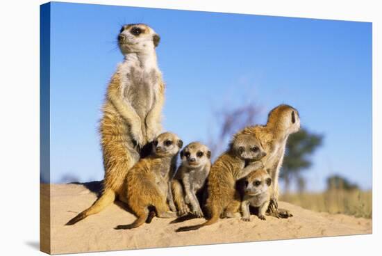 Meerkat Adult Babysitters and Young-null-Stretched Canvas