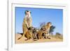 Meerkat Adult Babysitters and Young-null-Framed Photographic Print