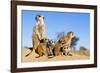 Meerkat Adult Babysitters and Young-null-Framed Photographic Print