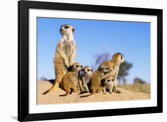 Meerkat Adult Babysitters and Young-null-Framed Photographic Print