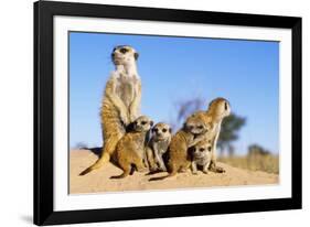 Meerkat Adult Babysitters and Young-null-Framed Photographic Print