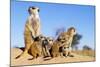 Meerkat Adult Babysitters and Young-null-Mounted Photographic Print
