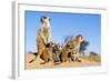 Meerkat Adult Babysitters and Young-null-Framed Photographic Print