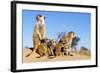 Meerkat Adult Babysitters and Young-null-Framed Photographic Print