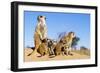 Meerkat Adult Babysitters and Young-null-Framed Photographic Print